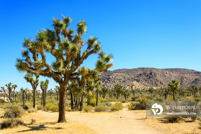 Large Joshua Tree with Hiking Trail in Joshua Tree National Park in California