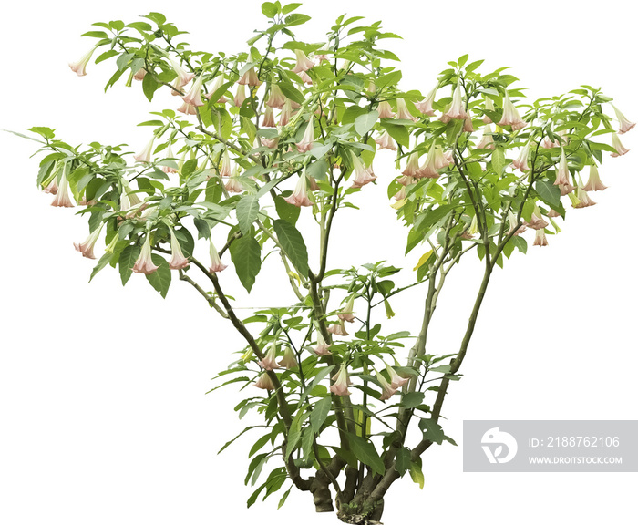 Isolated PNG cutout of an angel’s tears plant on a transparent background