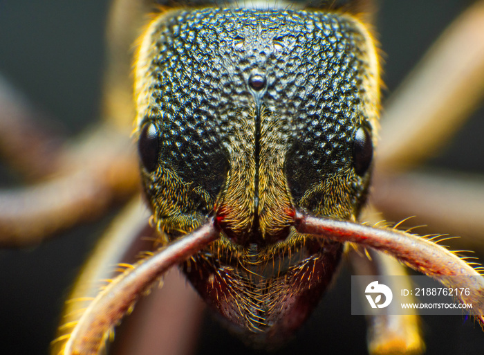 The Ants head Extreme macro shot of Ant face details.