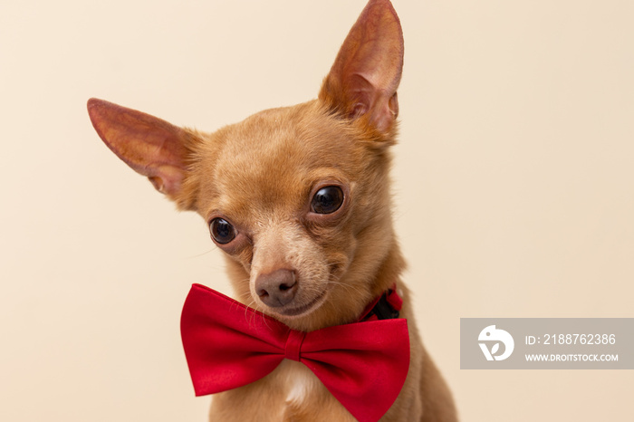 Head portrait of cute small dog on plain background.