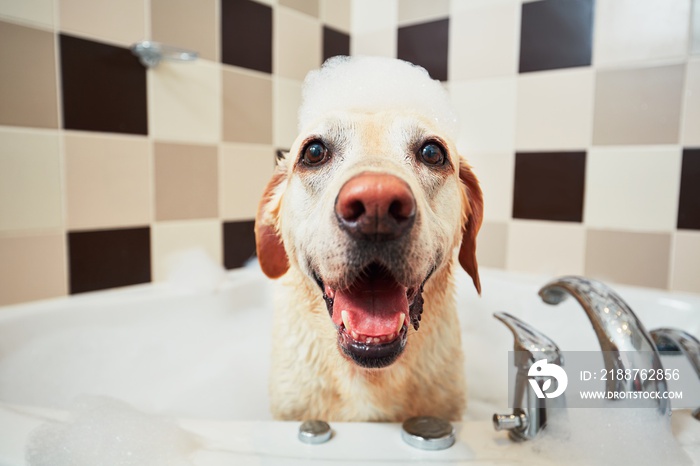 Dog taking a bath