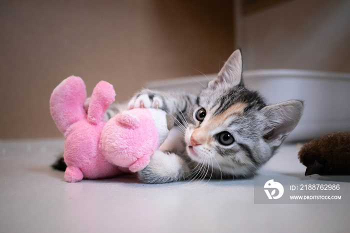 Cute playful rescue kitten in a no-kill animal shelter