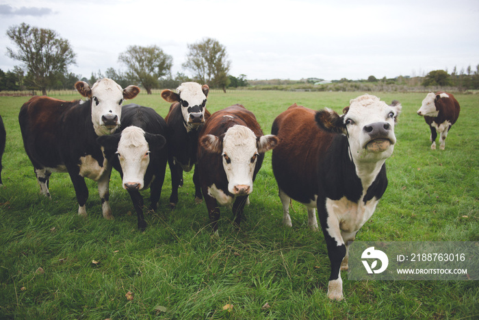 Cows in Auckland, New Zealand