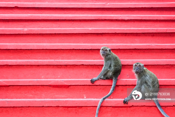 Monkeys on red staircase