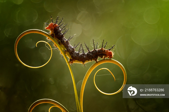 caterpillar on a leaf