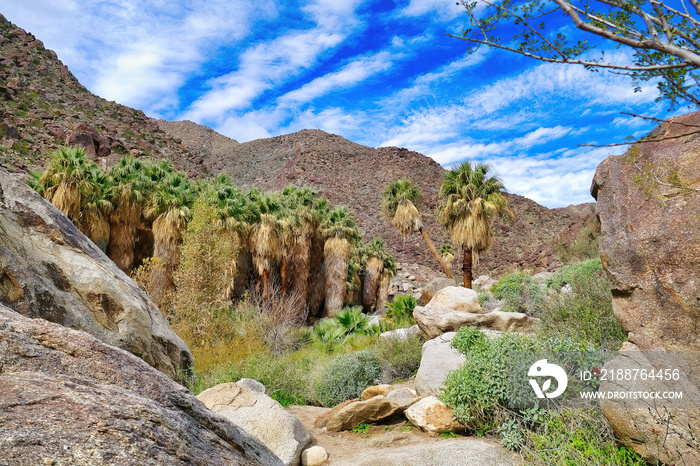 Palm grove with California fan palms in the oasis of Palm Canyon, San Ysidro Mountains, Anza-Borrego Desert State Park, California, USA