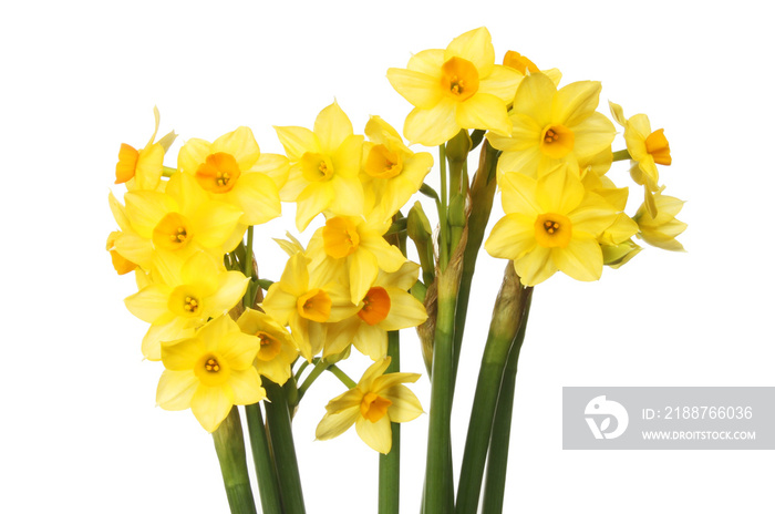 Spray of narcissus flowers