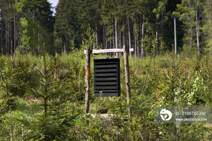 Pheromone trap against ips typographus in the middle spruce forest.The European spruce bark beetle Ips typographus, is a species of beetle in the weevil subfamily Scolytinae, the bark beetles.