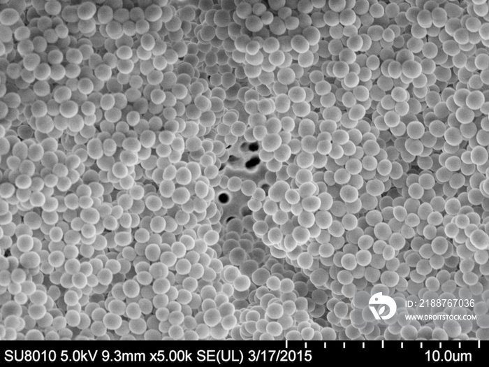 MRSA Staphylococcus aureus Biofilm