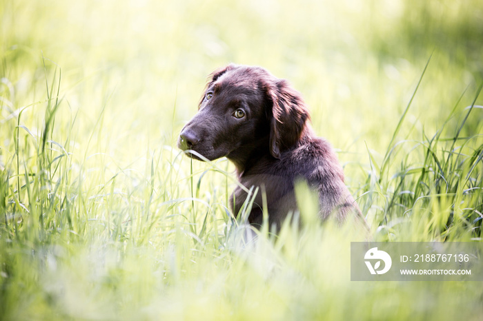 Flat Coated Retriever Welpe auf der Wiese