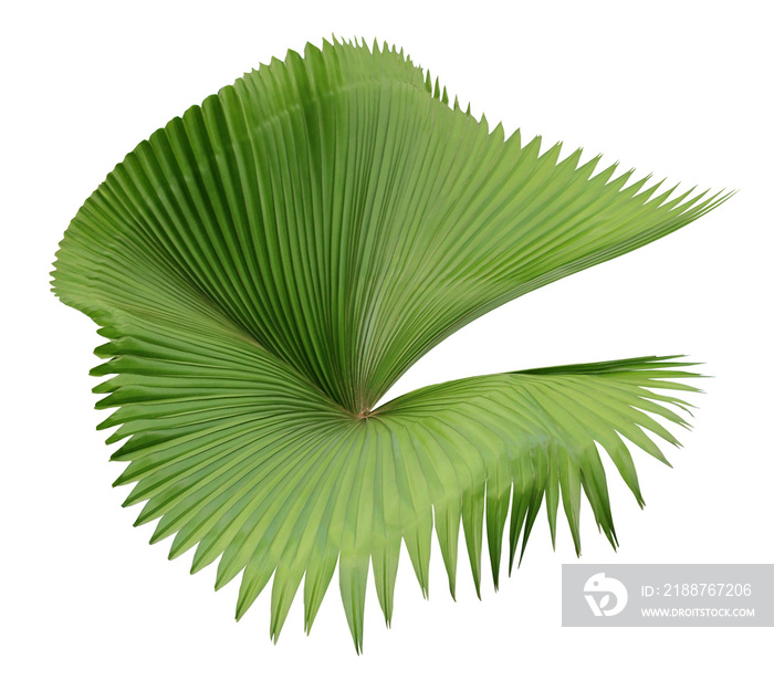 tropical nature green palm leaf on transparent backgound png file