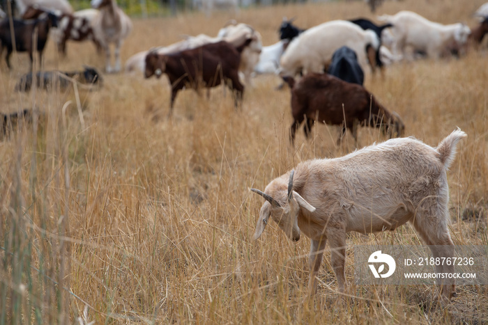 A herd of goats graze in a grassy meadow