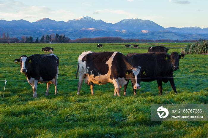 cows eating grass in the field