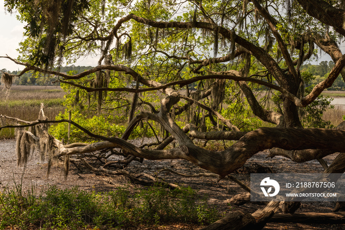 A South Carolina low country (swamp) view of a river beneath a oak tree with Spanish moss.