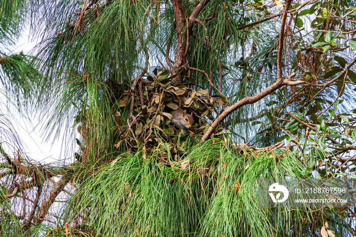 Drey nest of an Eastern gray squirrel (Sciurus carolinensis) in a South Florida slash pine (Pinus elliottii densa) - Pine Island Ridge Natural Area, Davie, Florida, USA