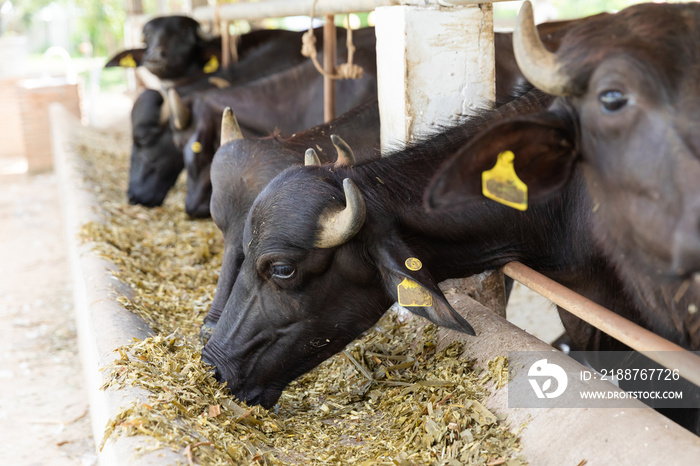 Feeding murrah buffalo in farm