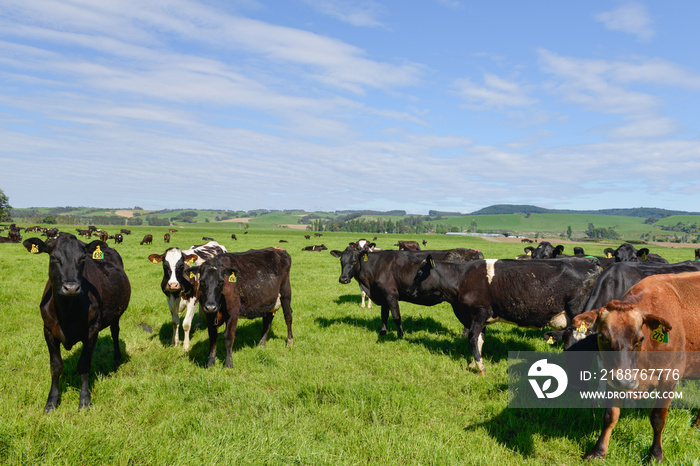 Cow farm on the open green meadow at New Zealand Southland