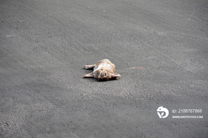 A dead rabbit just killed by a hawk laying on the pavement