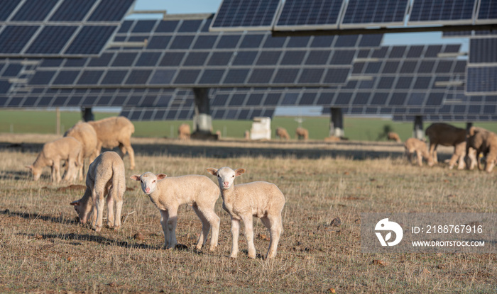 Lambs looking at camera in the field with solar panels