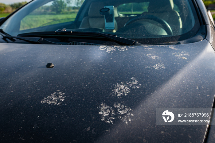 Animal footprints on a dirty car. Cats or martens can chew the wire in the car.