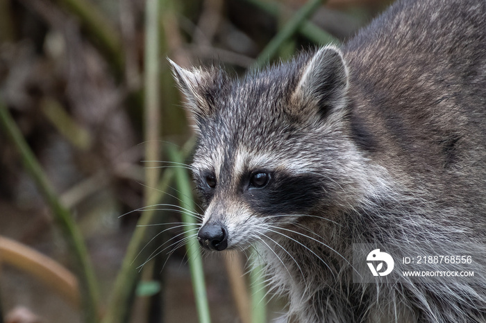 A raccoon pictured in a Louisiana swamp.