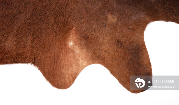 Isolated picture of part of a cow skin on a white background