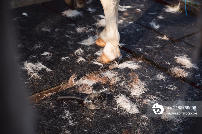 Horse shedding tool and lots of animals hair on stable floor next to pony’s legs.