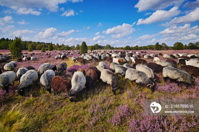 Heidschnucken in der Lüneburger Heide