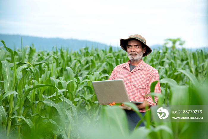 Elderly farmers use digital tablets in corn fields that are cultivated, application of modern technology in agricultural cropping activities focuses on