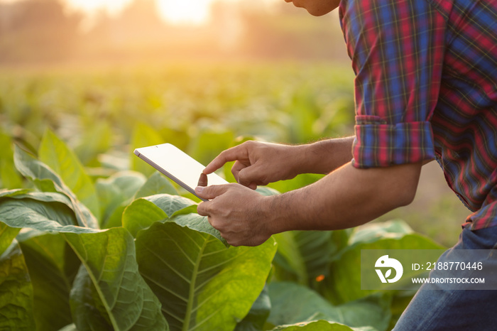 Farmer working in the tobacco field. Man is examining and using digital tablet to management, planning or analyze on tobacco plant after planting. Technology for agriculture Concept