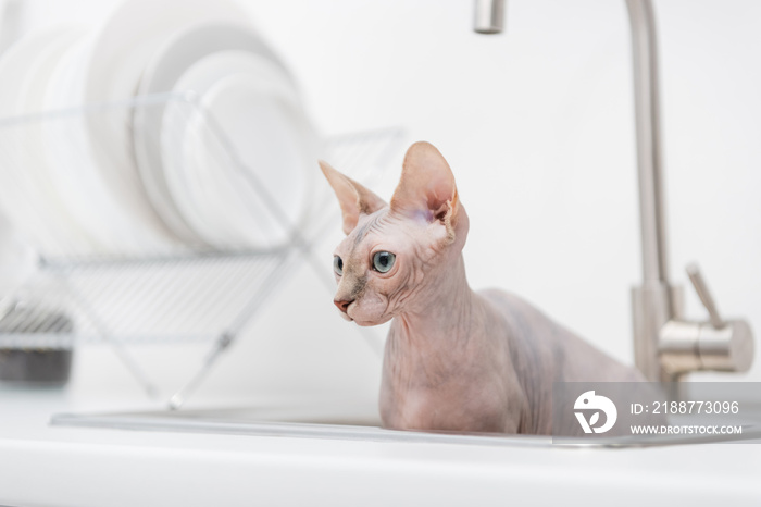 Hairless sphynx cat looking away from blurred sink in kitchen.