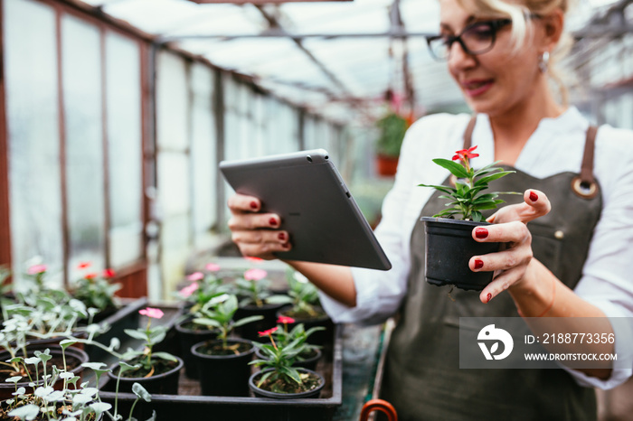 woman working in greenhouse. small family business concept