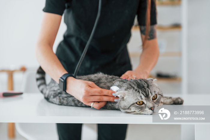 Lisening by using stethoscope. Scottish fold cat is in the grooming salon with female veterinarian