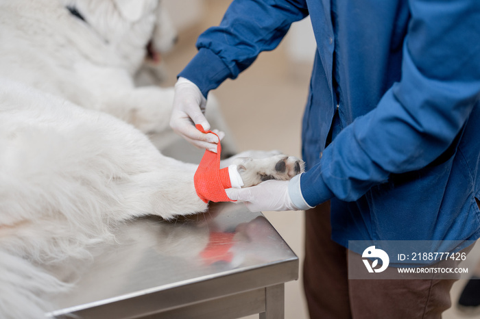 Veterinarian binding paw of big white dog patient with red elastic bandage. Pet care and treatment. First-aid in vet clinic. Close up