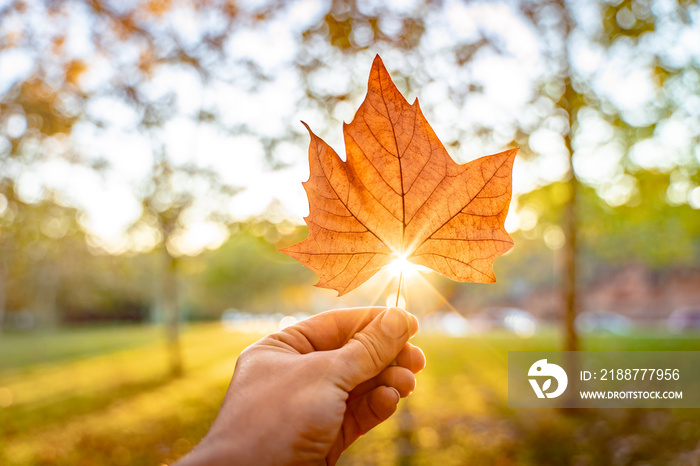 Holding autumn maple leaf in colorful autumn forest background. Fallen season. Close up leaf in hand, autumn park with sunshine. relaxing sunset.