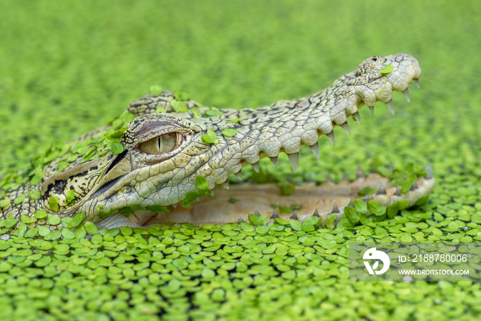 Saltwater crocodile in a pond full of algae