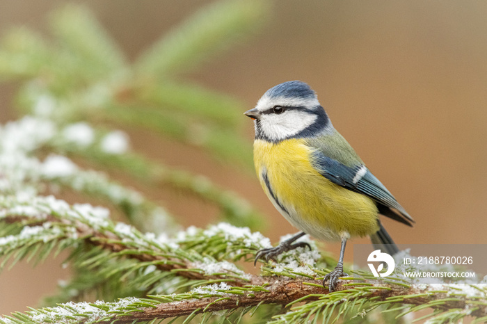 Blue tit on a branch