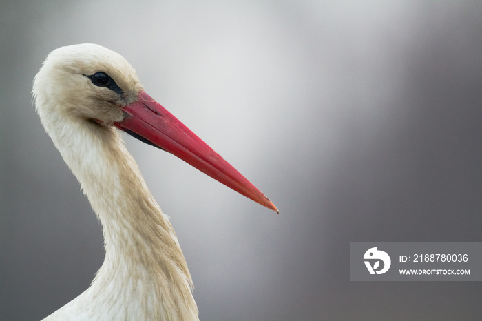 white stork Ciconia ciconia close-up bird head, long red beak, Poland Europe