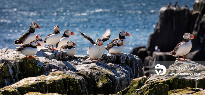 Big flock of Atlantic puffins are standing on a cliff under sunlight. One puffin is trying to take off. Farne Islands, Northumberland England, North Sea. UK