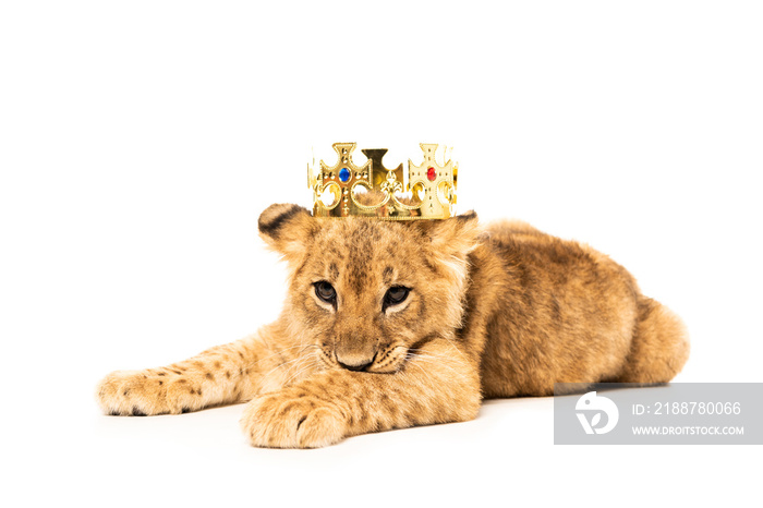 cute lion cub in golden crown isolated on white