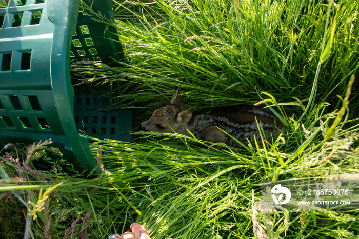 wild animal rescue, small deer fawn will mow in front of the meadow, tractor brought to safety