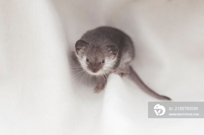 small wild animal shrew looks at the camera among white cloth