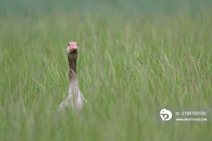 Graugans im Gras versteckt