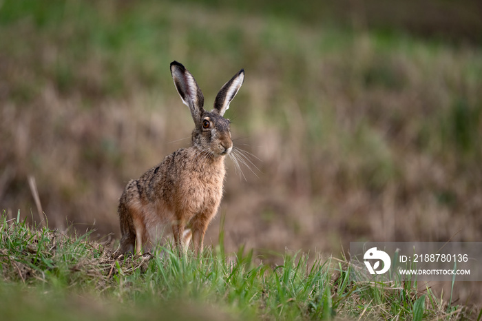 Lièvre brun (Lepus europaeus) adulte en été. Alpes. France