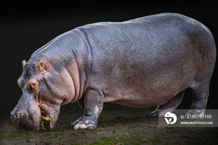 portrait of a standing hippo with mouth open and tusk showing