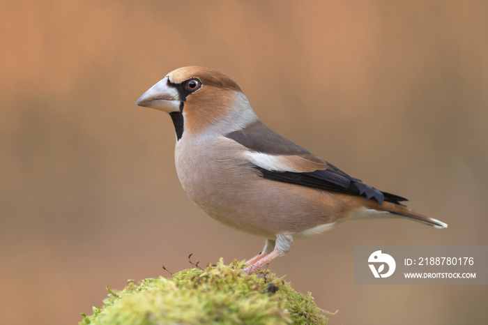 Hawfinch perched on the mossy stone (Coccothraustes coccothraustes)