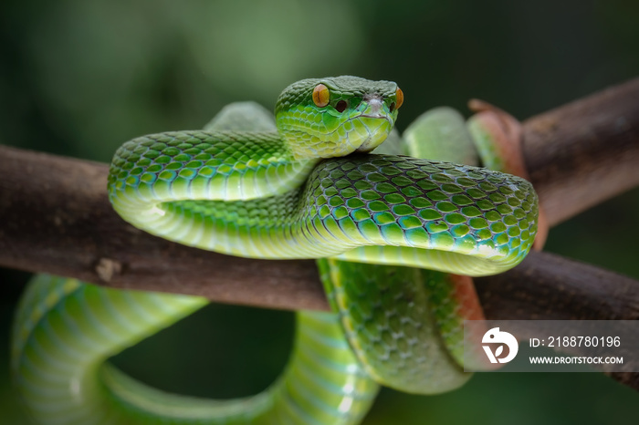 green snake on a branch