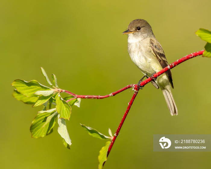 Willow Flycatcher (Empidonax traillii) perched during spring, Kamloops, Canada, North America