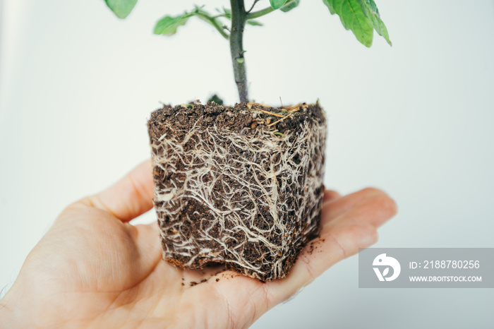 plant transplant seedlings