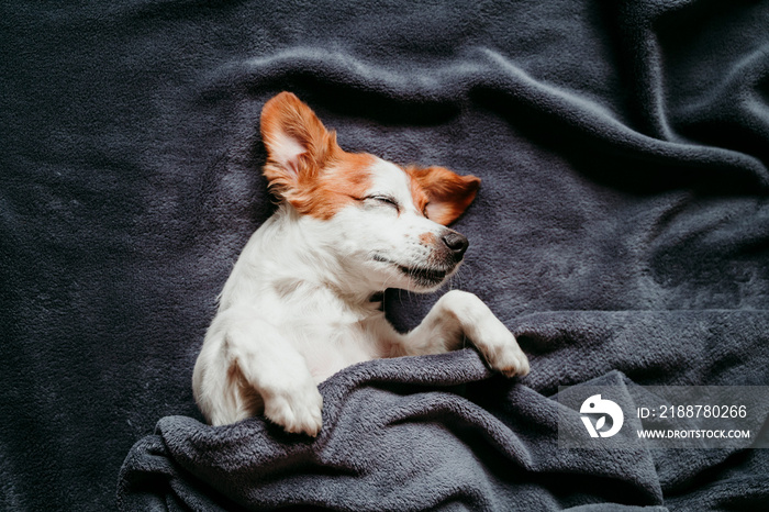 cute small jack russell dog sleeping on bed on a grey blanket. Resting at home